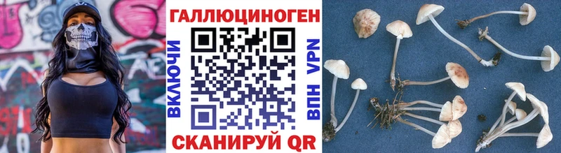 Псилоцибиновые грибы Psilocybe Галич